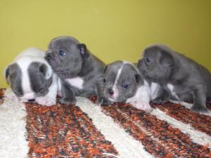 BlueFrenchbullypuppies